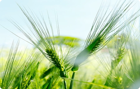 Imagen decorativa vivienda sostenible